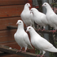 Image for article titled Wait, maybe birds don't have compasses in their beaks after all